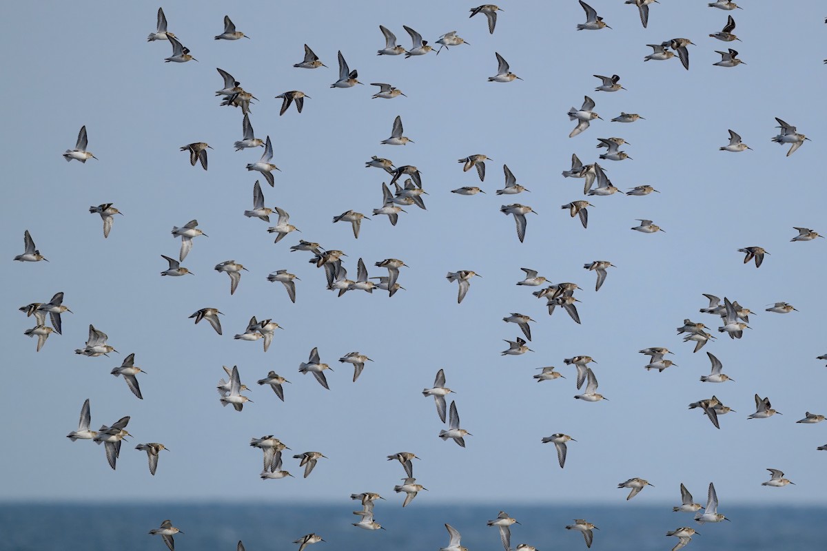 Dunlin - ML647382841