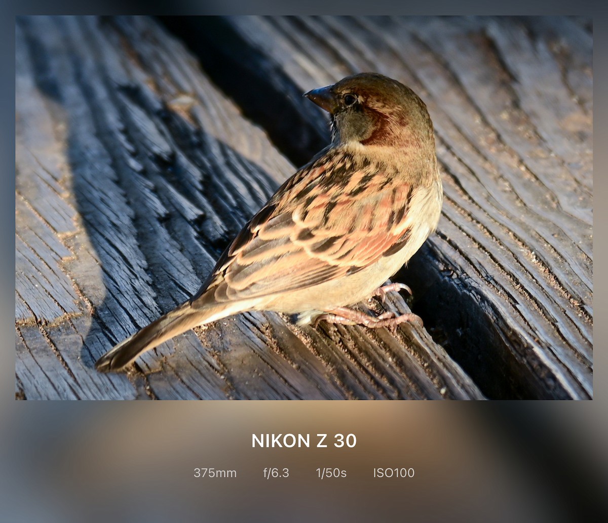 Gorrión Común - ML647382842