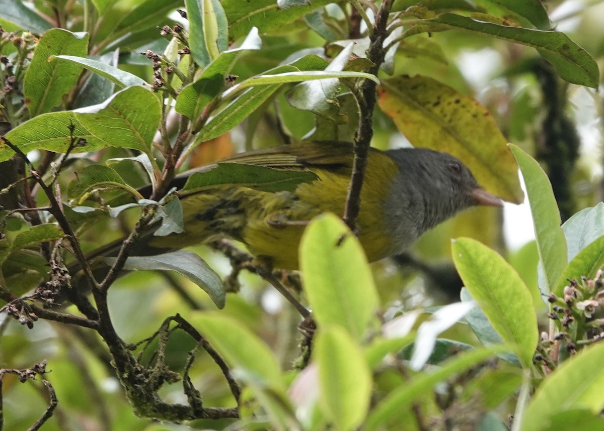 Tangara Piquirrubia - ML647382845