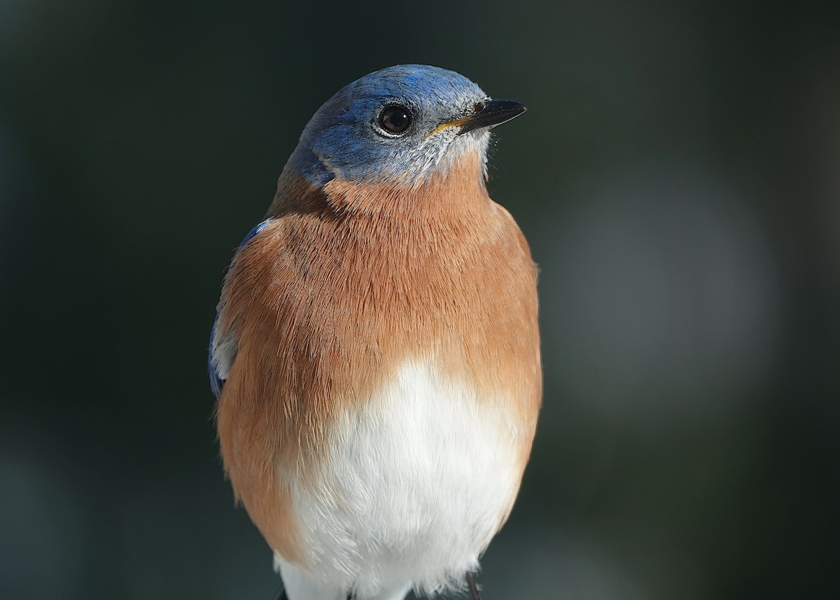 Eastern Bluebird - ML647382852