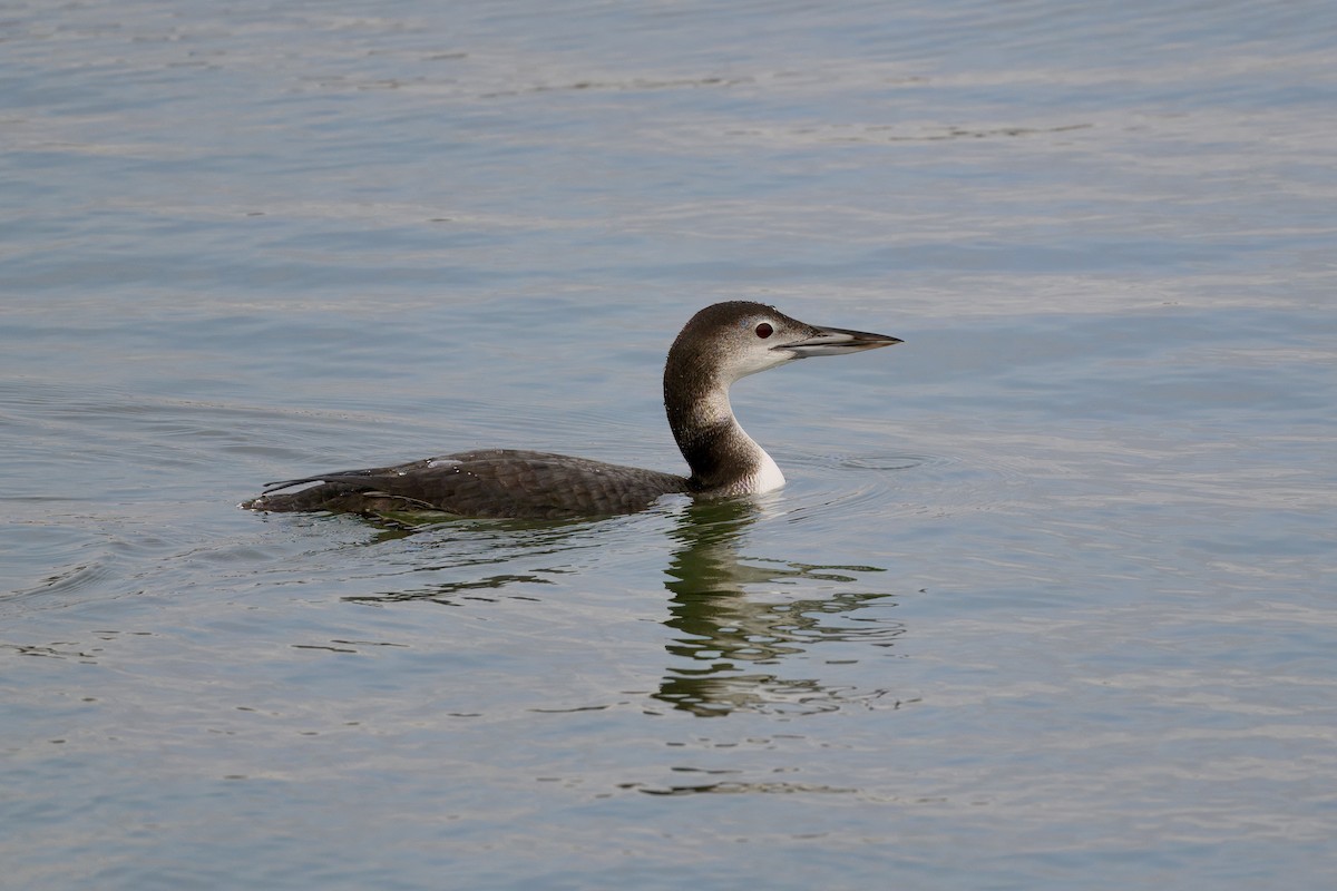 Common Loon - ML647382855