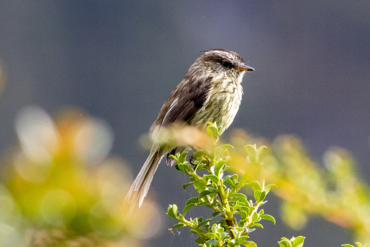 Zarif Tiranulet - ML647382858