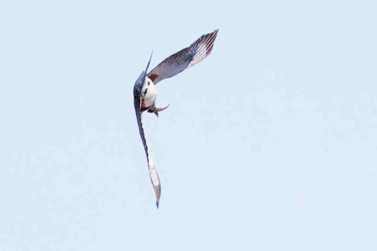 Belted Kingfisher - ML647382862