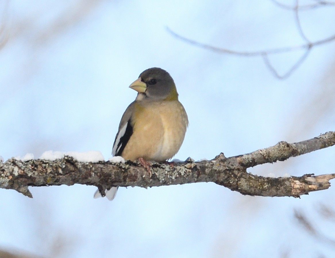Evening Grosbeak - ML647382875