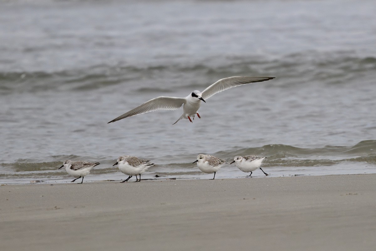 Forster's Tern - ML647382878