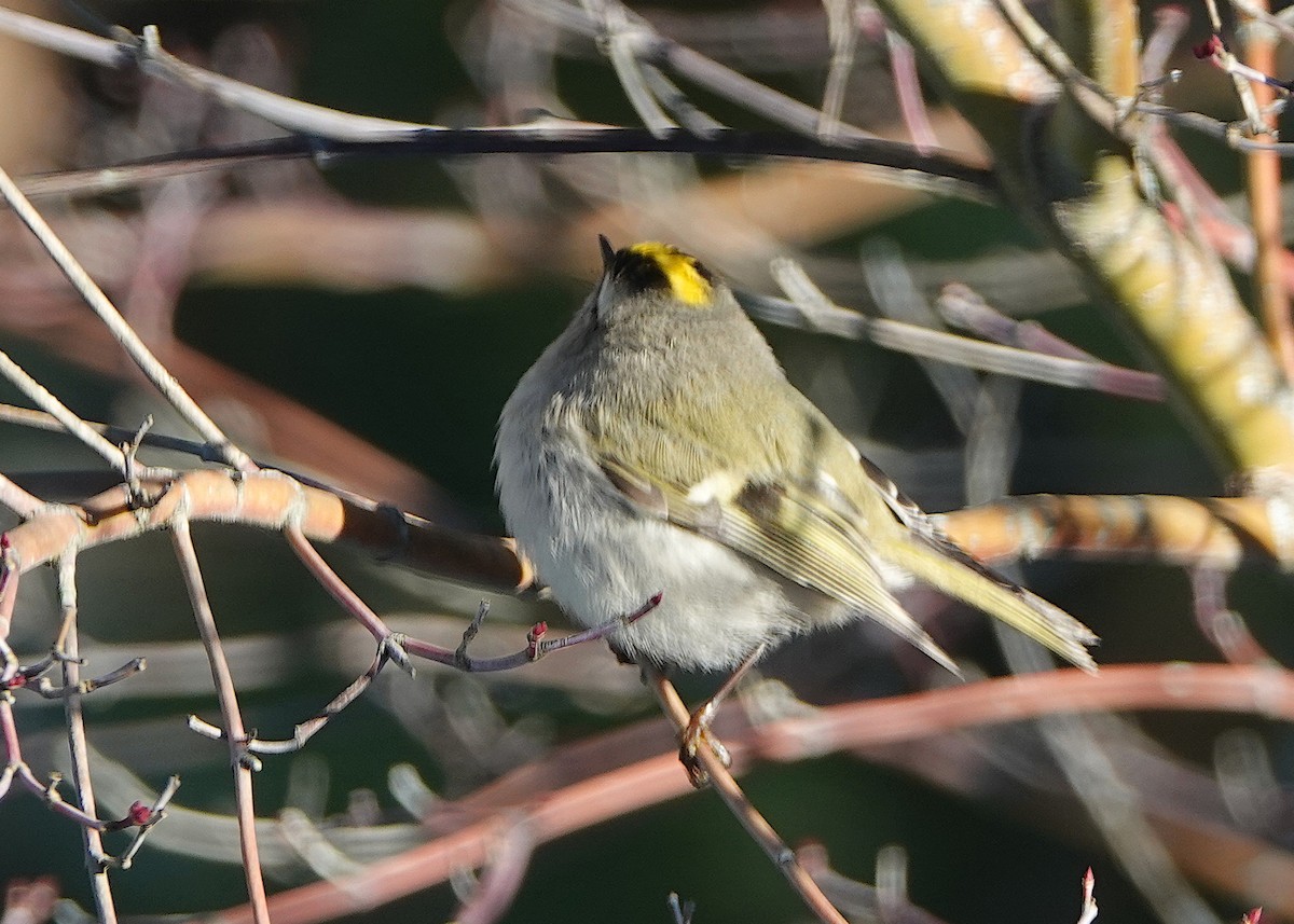 Golden-crowned Kinglet - ML647382879