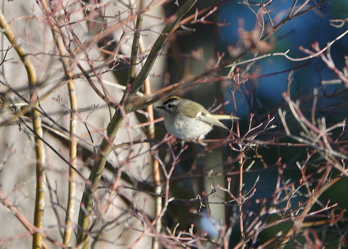 Golden-crowned Kinglet - ML647382880