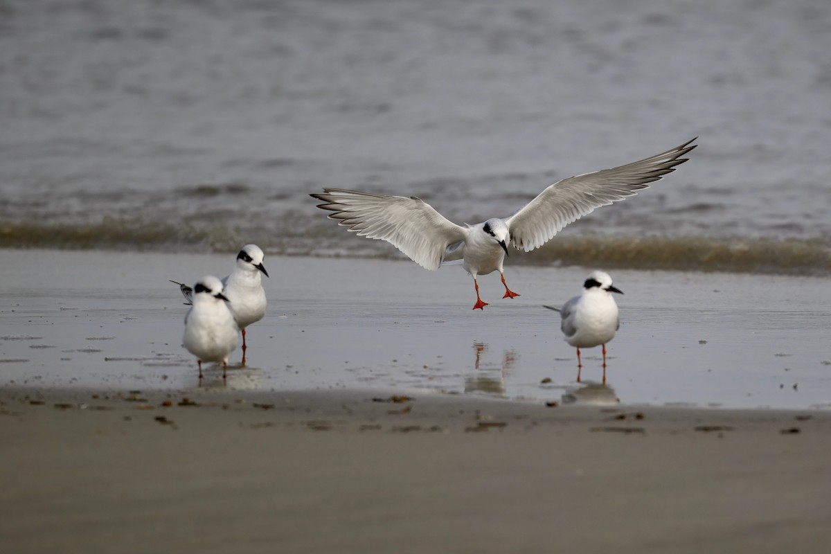Forster's Tern - ML647382881