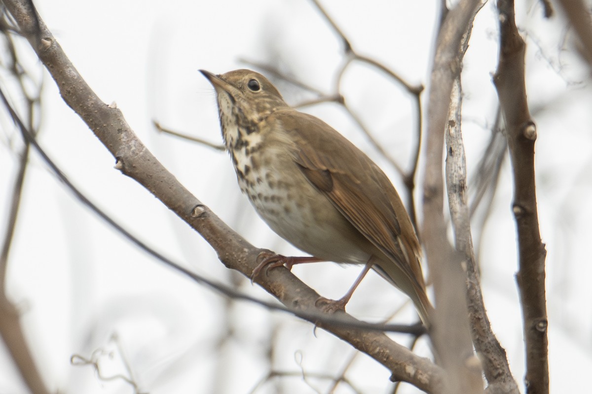 Zorzalito Colirrufo - ML647382883