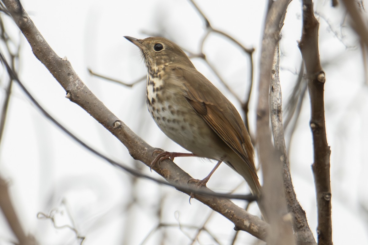 Zorzalito Colirrufo - ML647382884