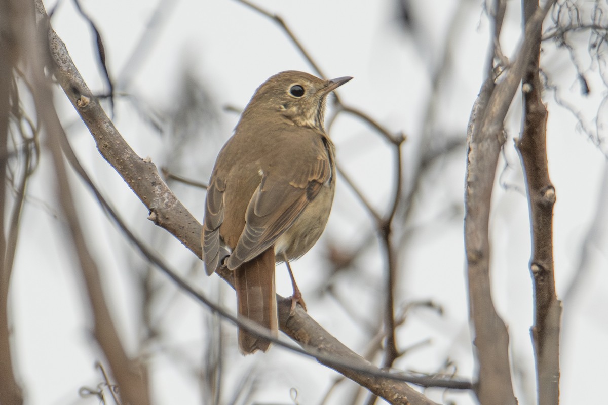 Zorzalito Colirrufo - ML647382885