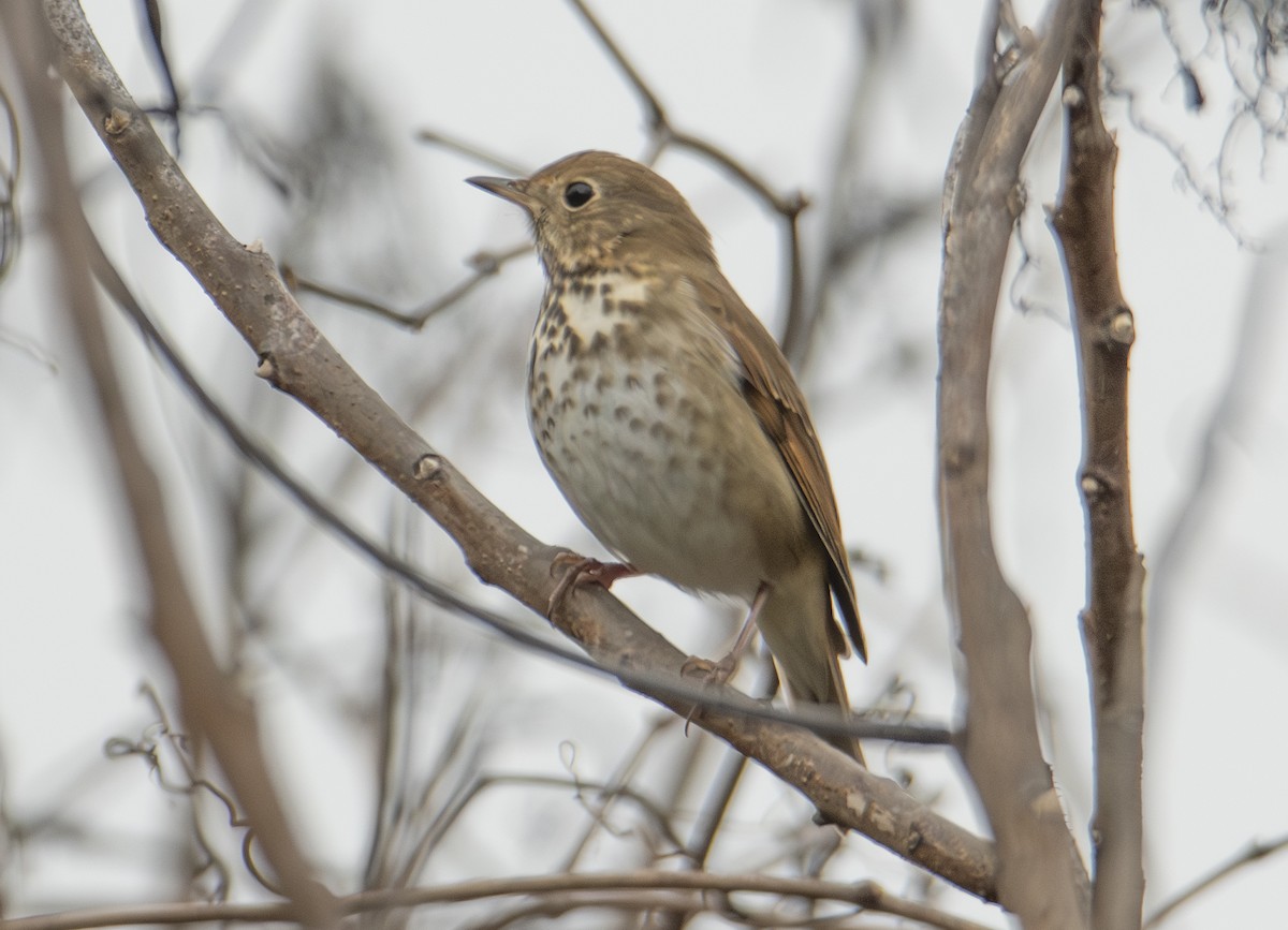 Zorzalito Colirrufo - ML647382886