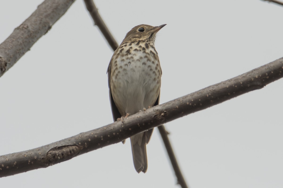 Zorzalito Colirrufo - ML647382887