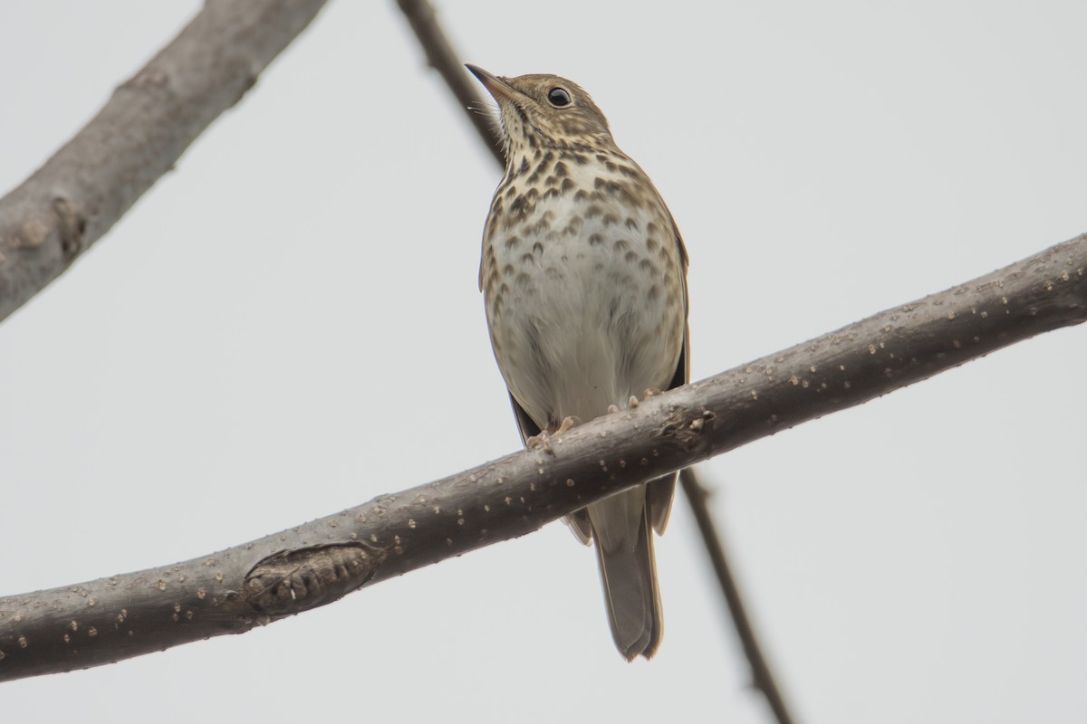 Zorzalito Colirrufo - ML647382888