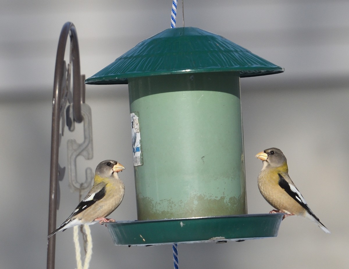 Evening Grosbeak - ML647382900