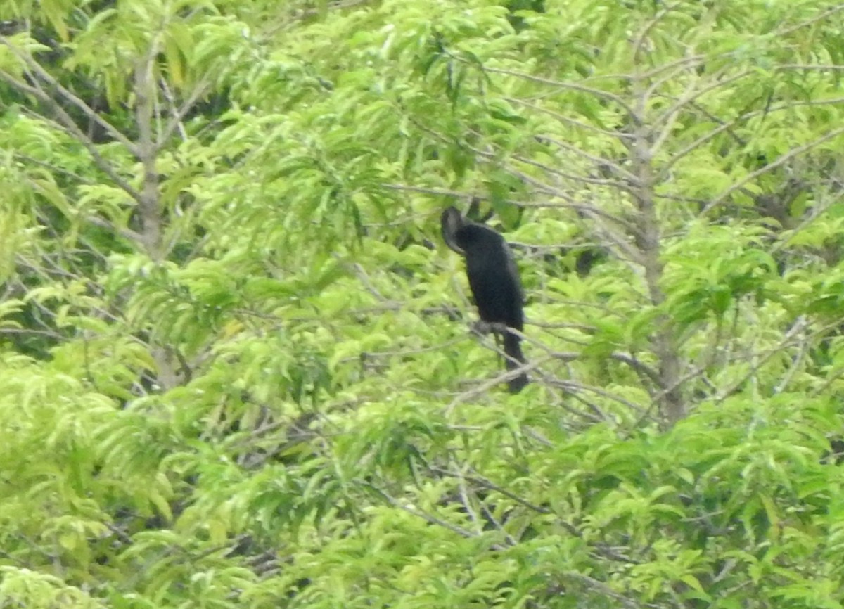 נחשון אסייתי - ML647382918