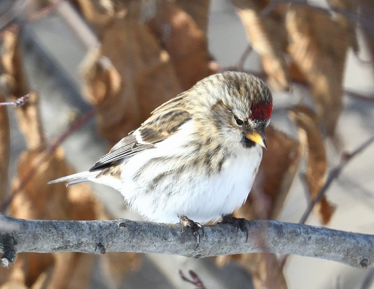 Redpoll - ML647382920
