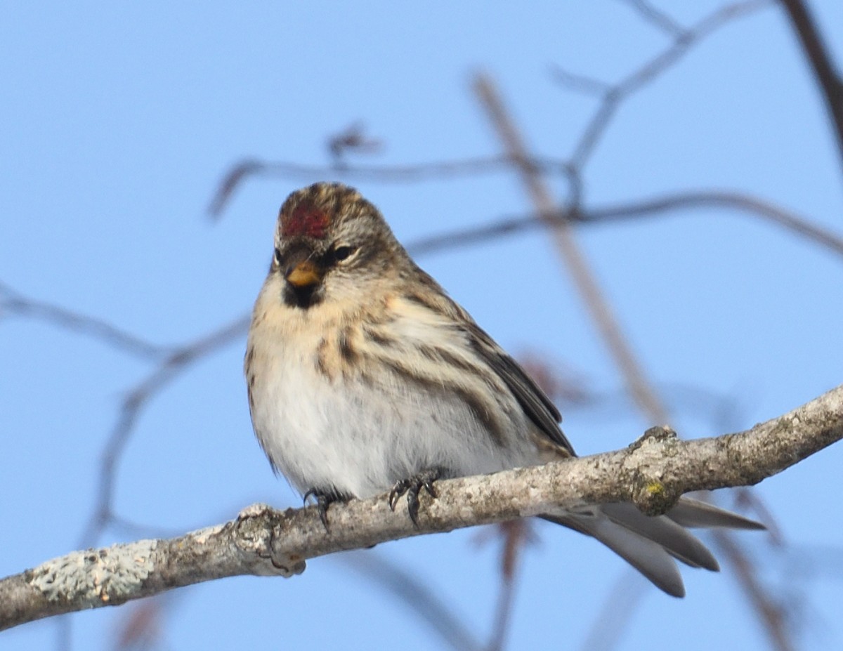 Redpoll - ML647382921