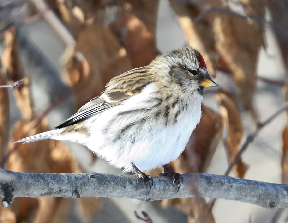 Redpoll - ML647382922