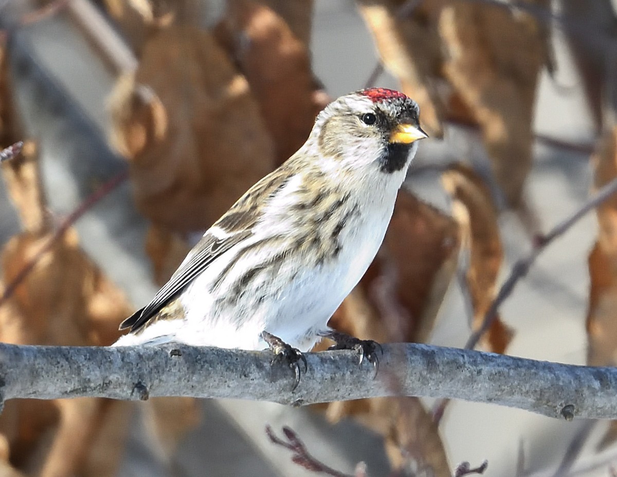 Redpoll - ML647382923