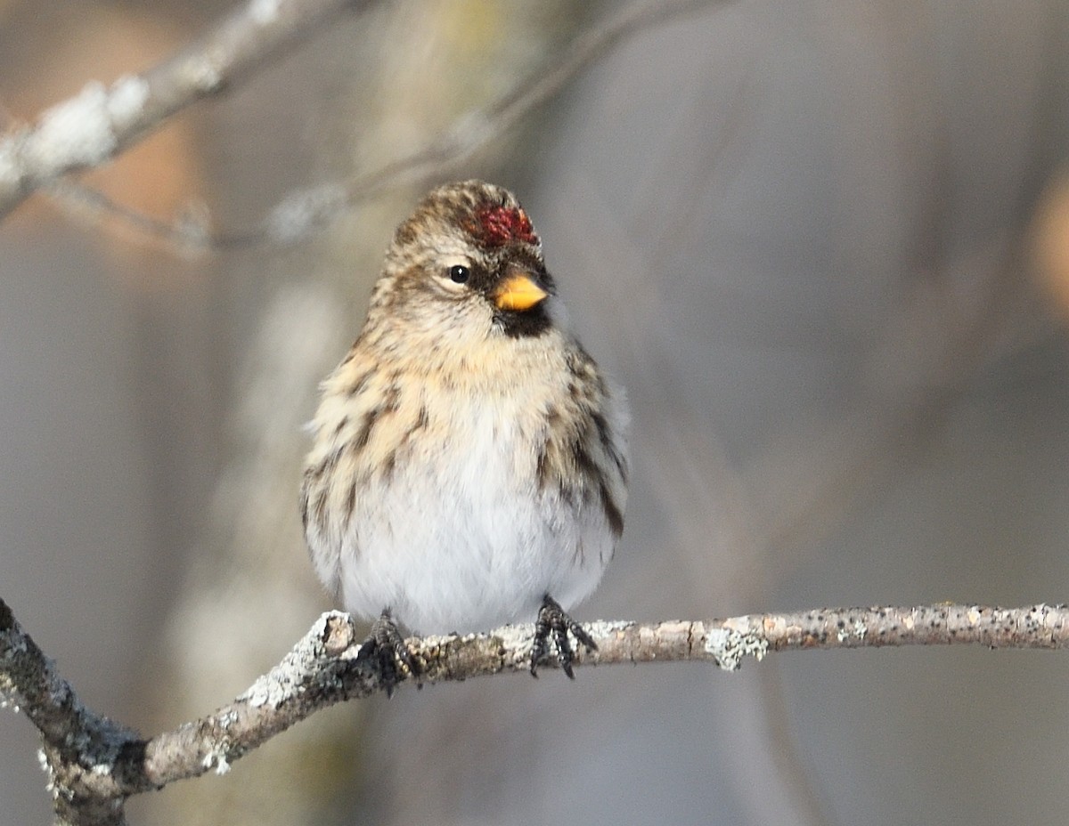 Redpoll - ML647382924