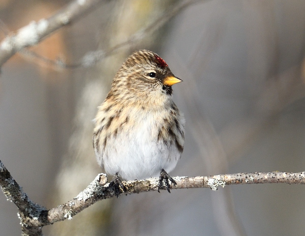 Redpoll - ML647382925