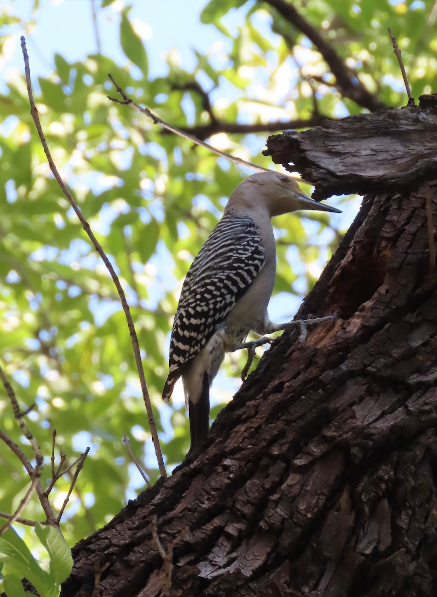 Golden-fronted Woodpecker - ML647382935