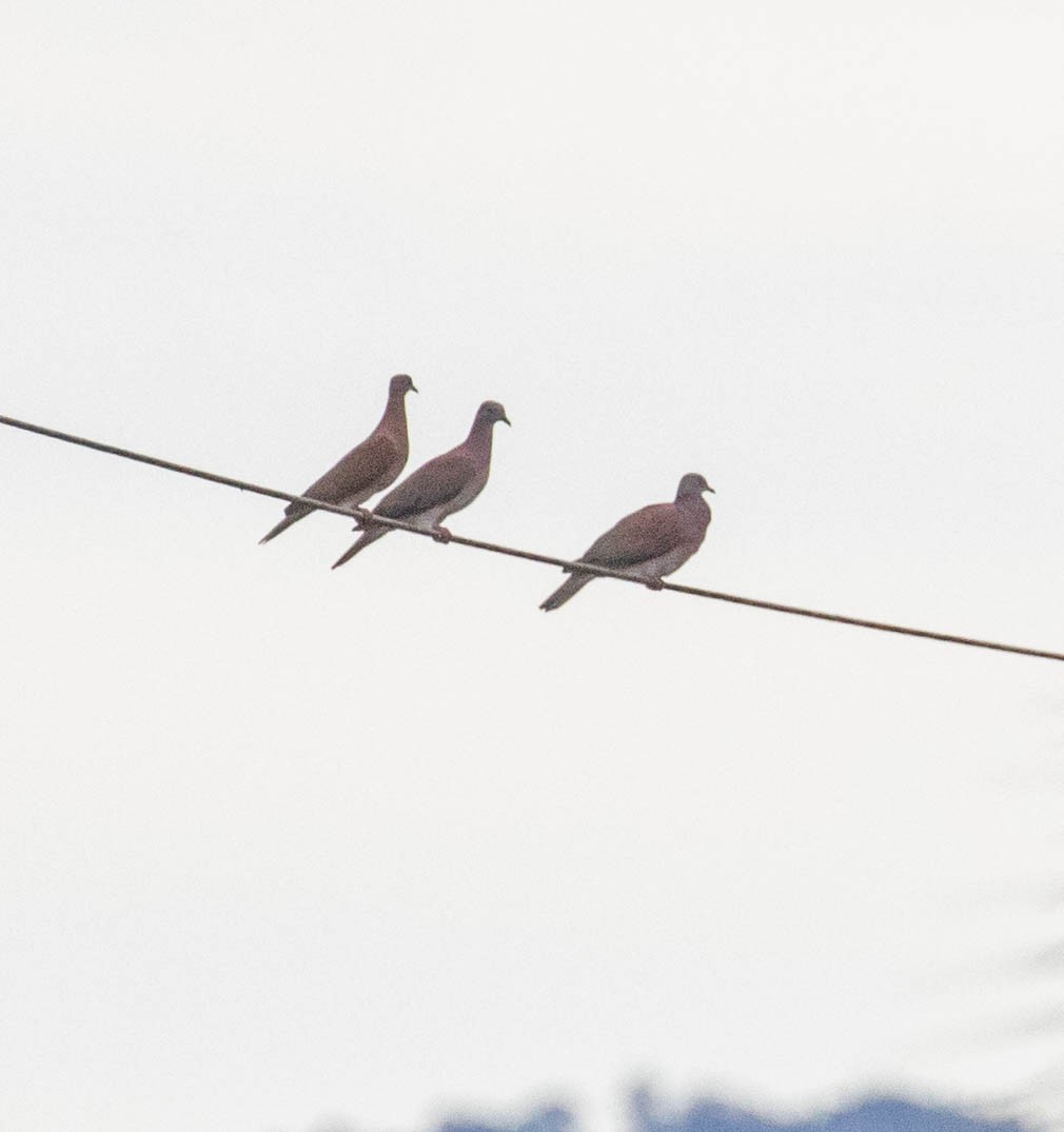 Paloma Colorada - ML647382940