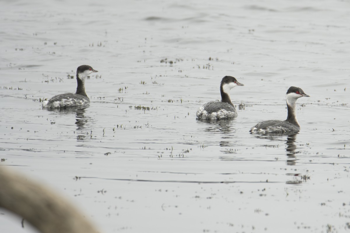 Txilinporta urrebelarria - ML647382941