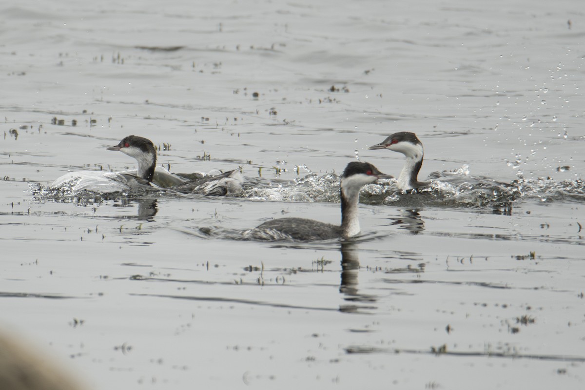 Txilinporta urrebelarria - ML647382942