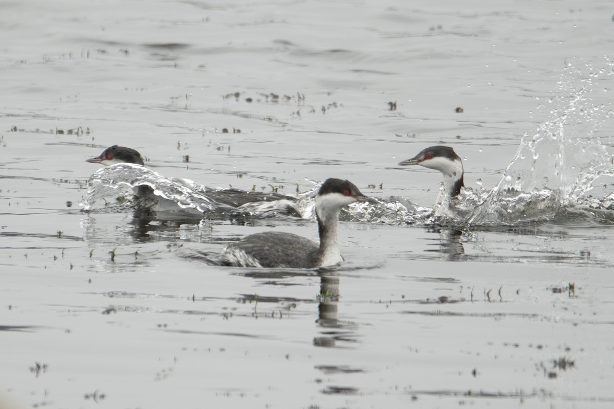 Txilinporta urrebelarria - ML647382943