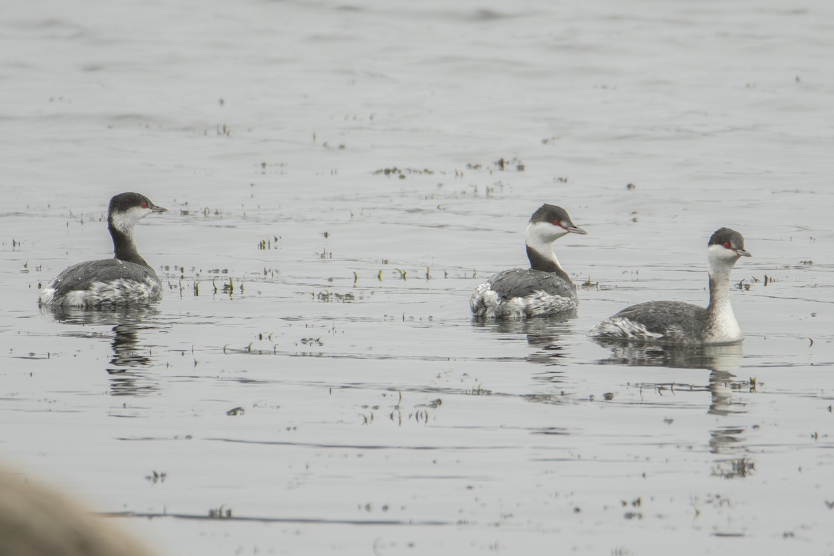 Txilinporta urrebelarria - ML647382944