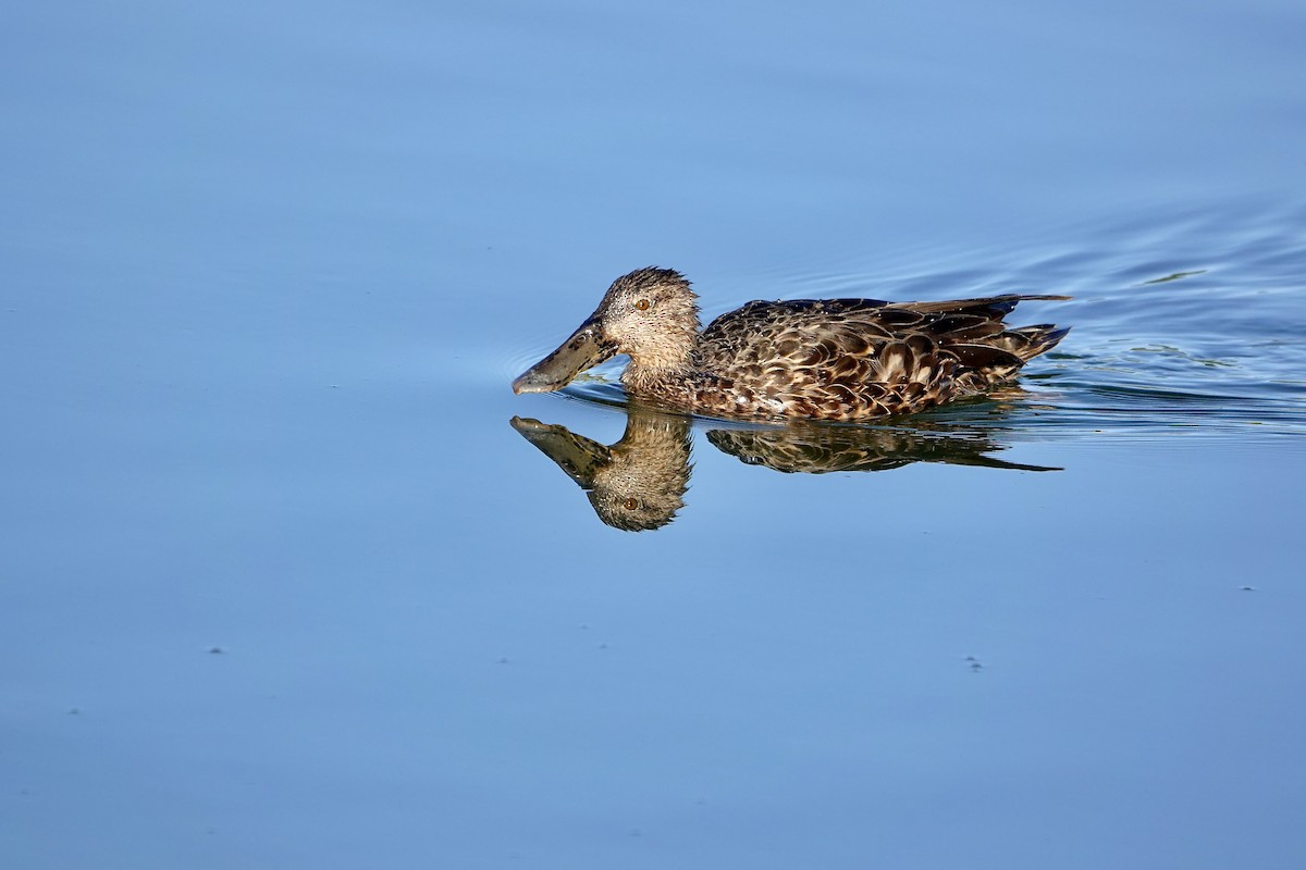 lžičák australský - ML647382945