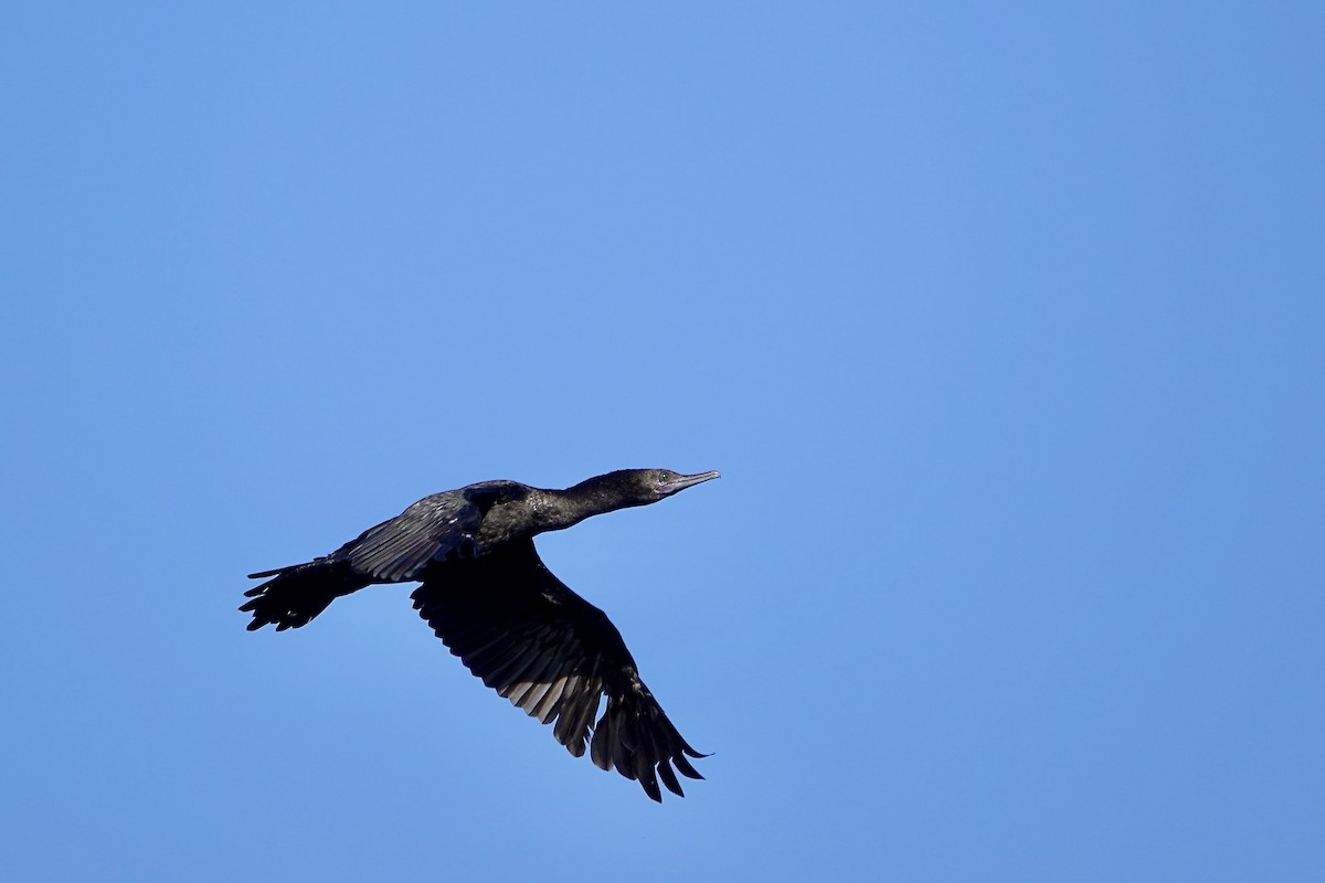 kormorán australský - ML647382961