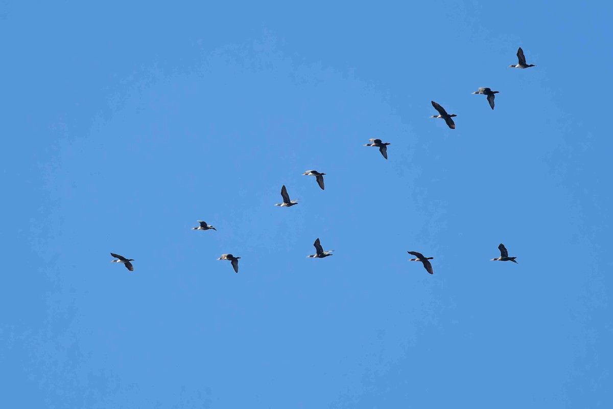 Double-crested Cormorant - ML647382962