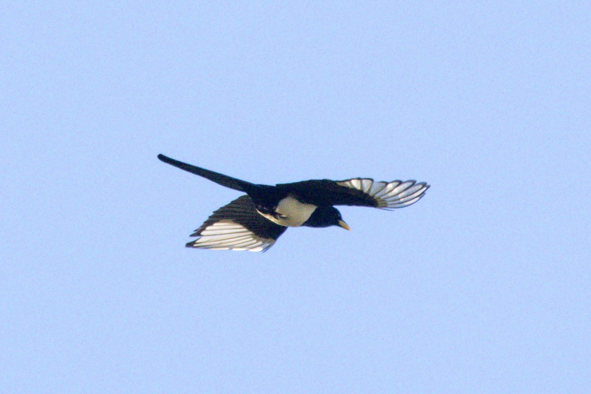 Yellow-billed Magpie - ML647382963