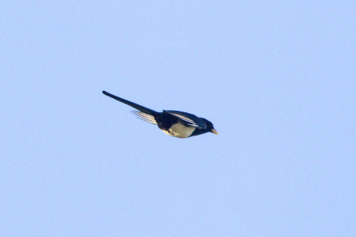 Yellow-billed Magpie - ML647382964