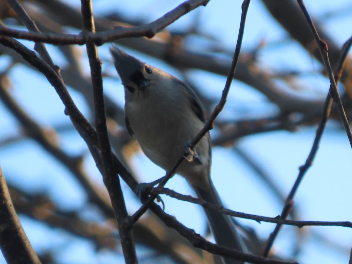 Tufted Titmouse - ML647382965
