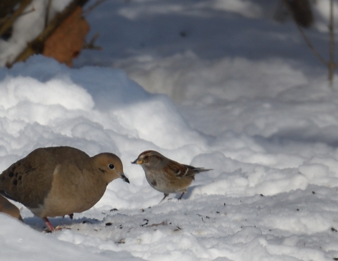 American Tree Sparrow - ML647382966