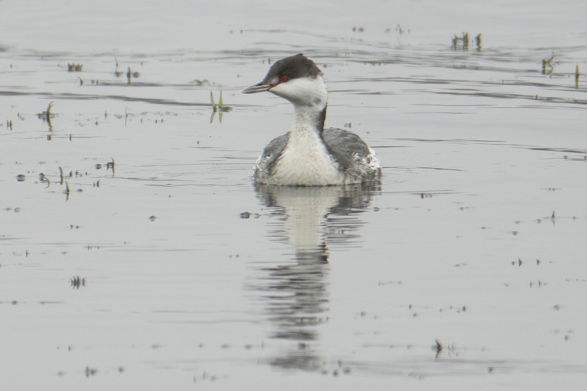 Txilinporta urrebelarria - ML647382967