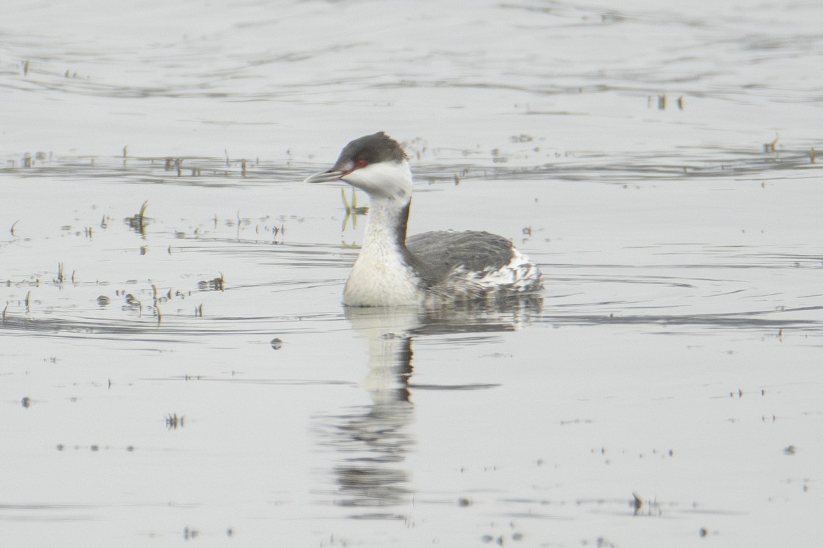 Txilinporta urrebelarria - ML647382968