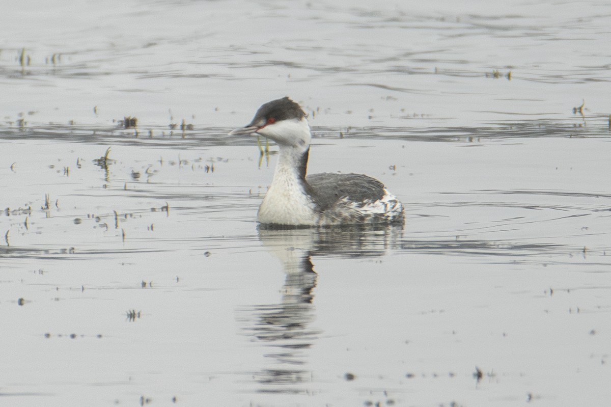 Txilinporta urrebelarria - ML647382969