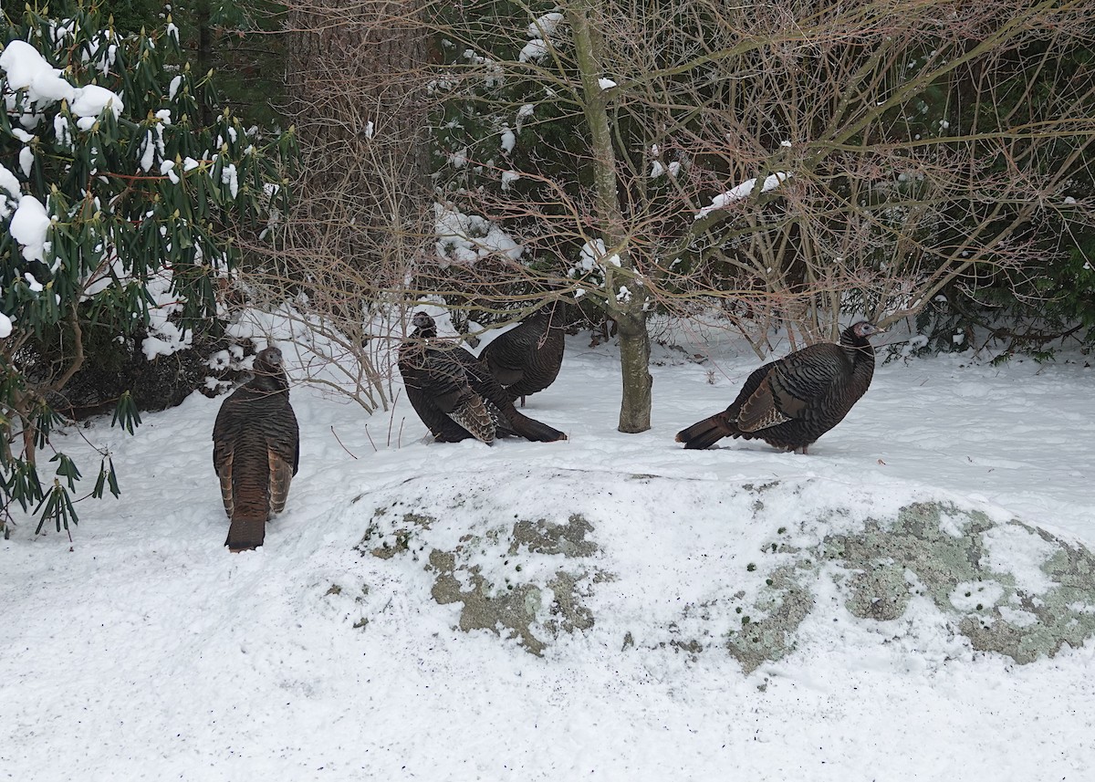 Wild Turkey - ML647382981