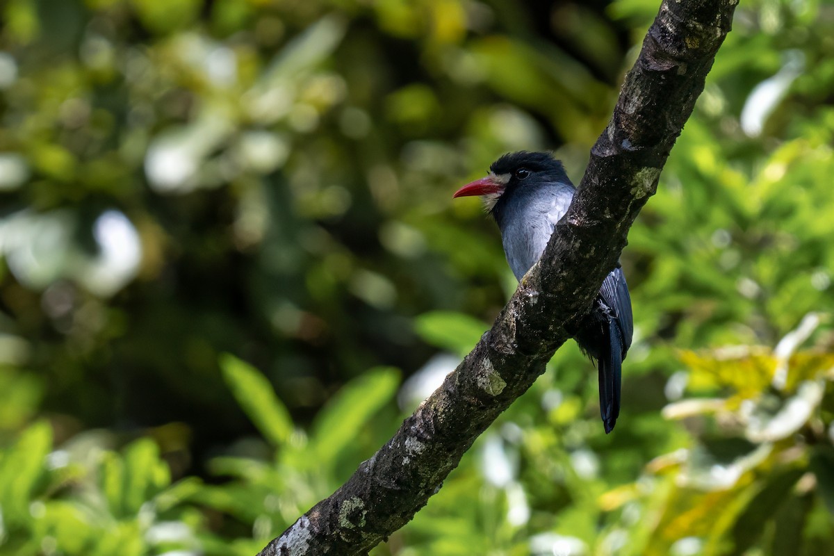 White-fronted Nunbird - ML647382982