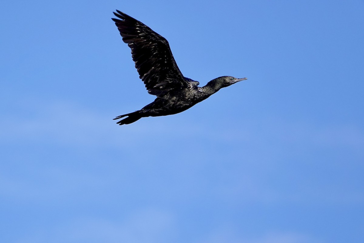 kormorán australský - ML647382984