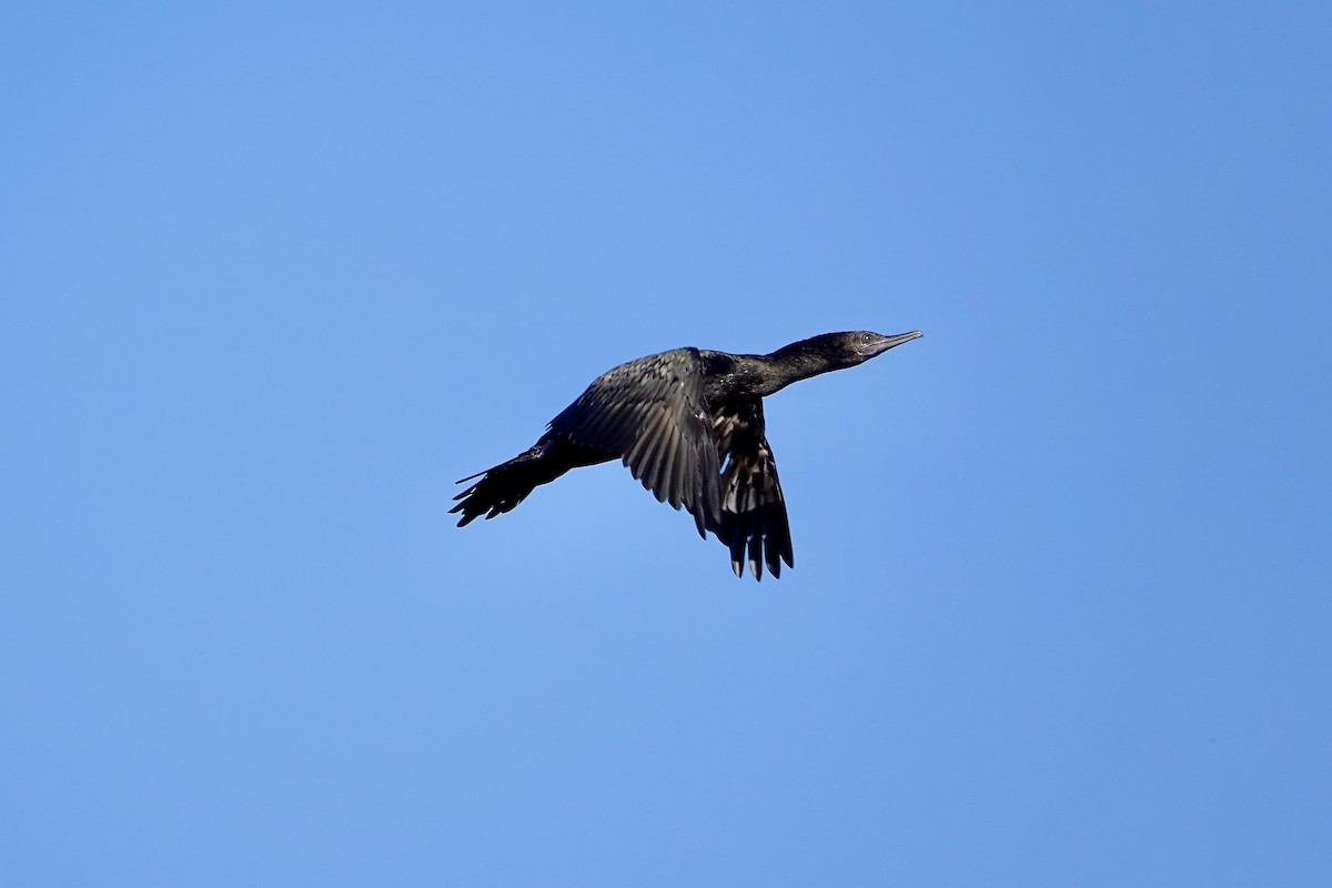 kormorán australský - ML647382989