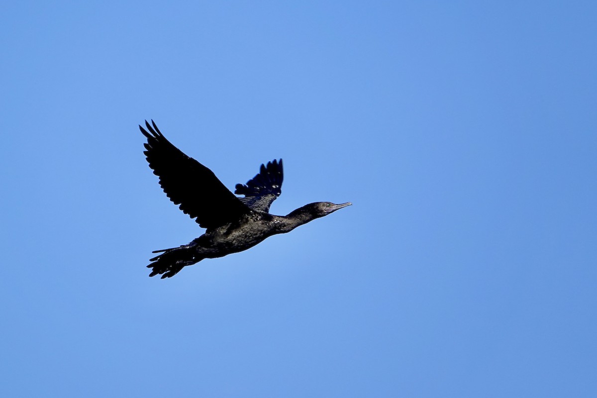 kormorán australský - ML647383000