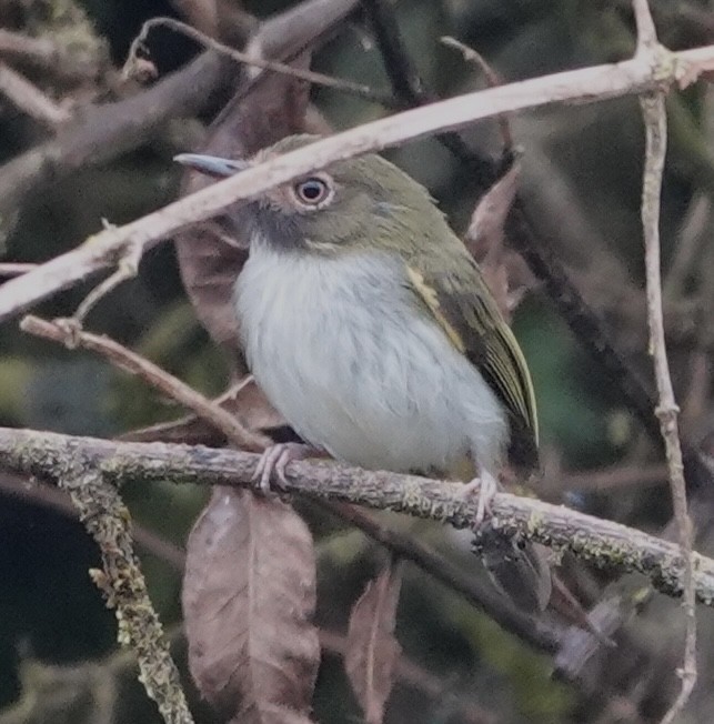 Titirijí Gorjinegro - ML647383009