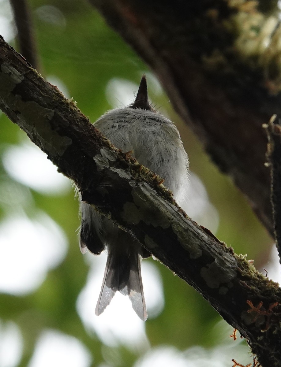 Titirijí Gorjinegro - ML647383013