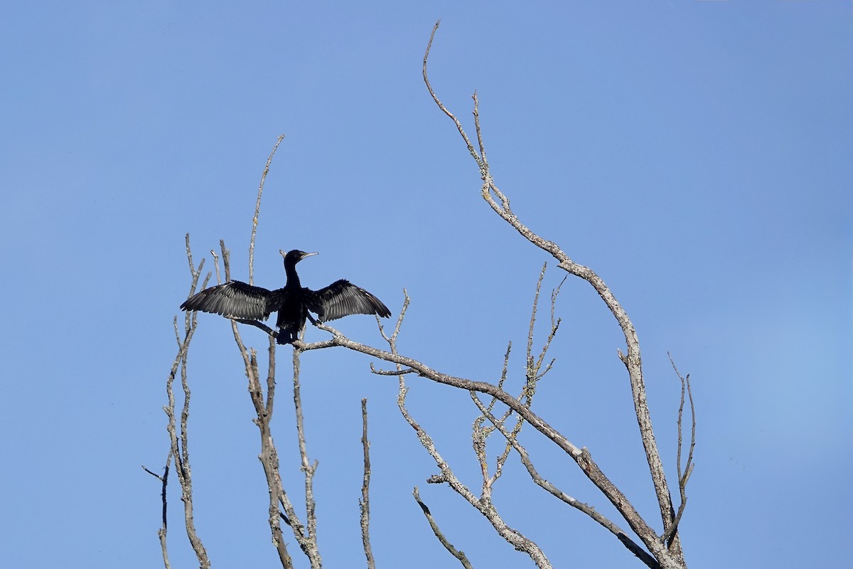 kormorán australský - ML647383014